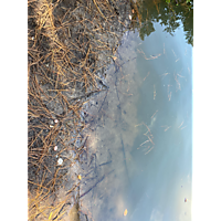King tide image